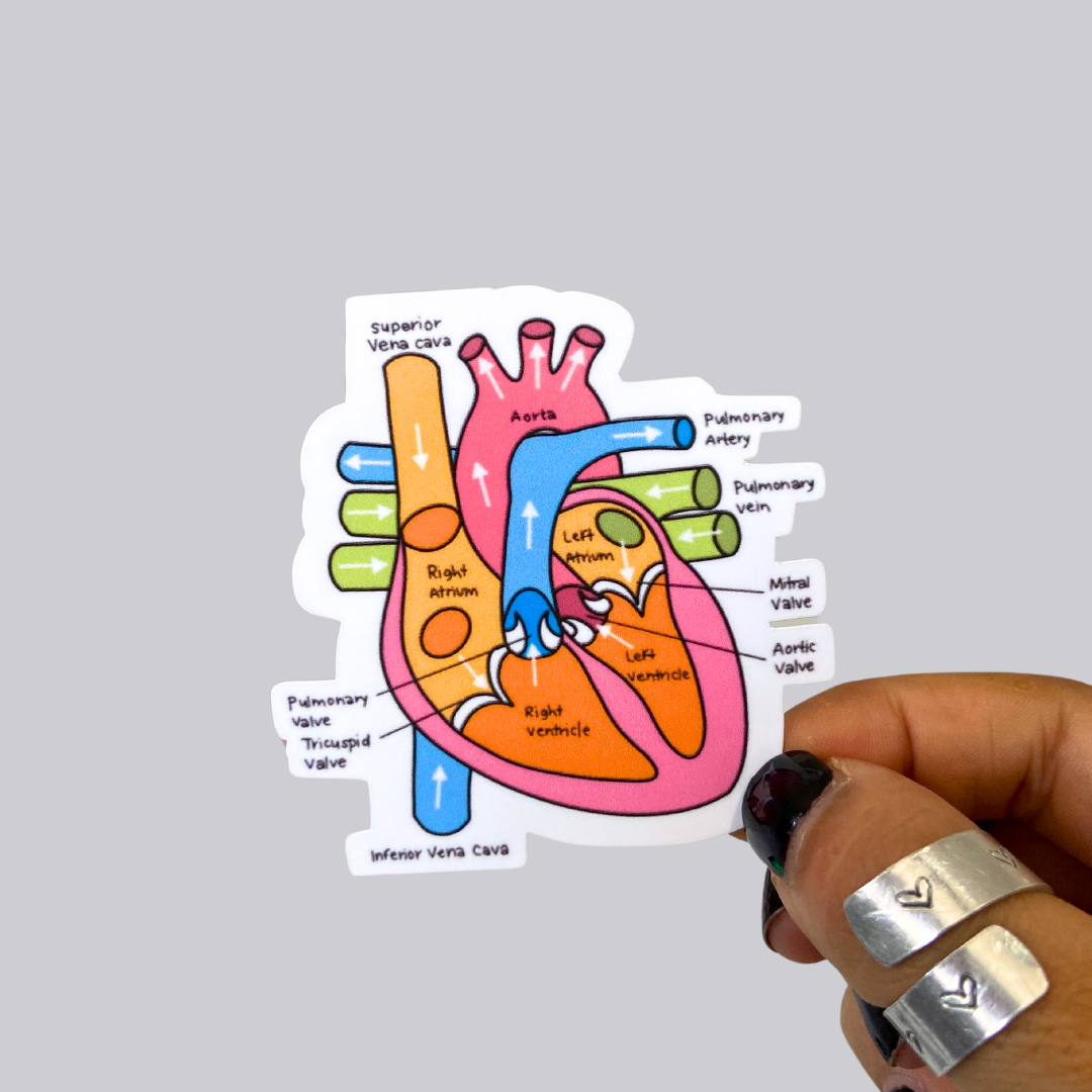 Heart Diagram Sticker / Magnet